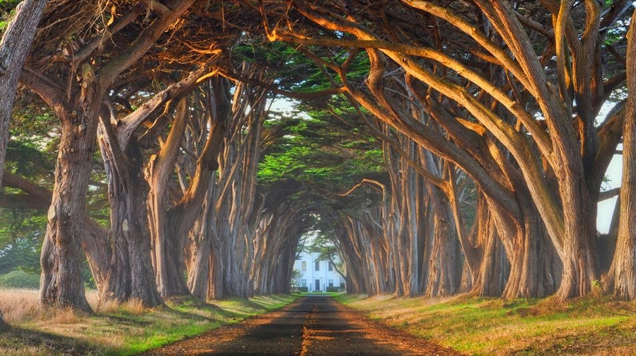 Туннель из деревьев, Португалия