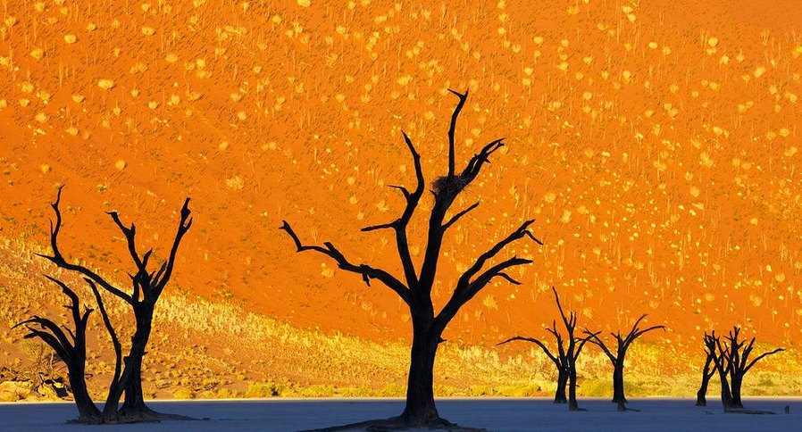 Парк мёртвых деревьев, Намибия (это фотография)