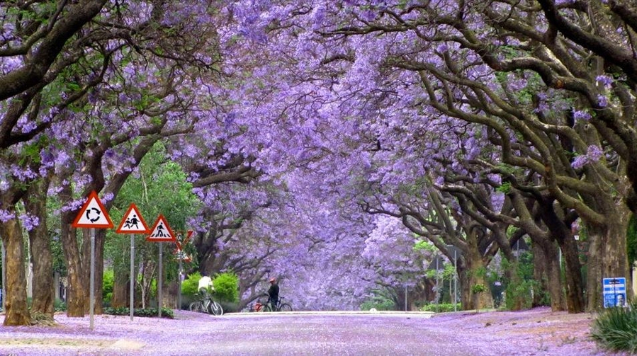 Палисандровое дерево в цвету, Южная Африка